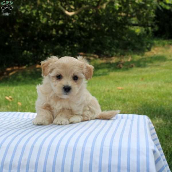 Kinsley, Shih-Poo Puppy
